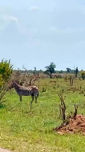 Lion 🦁 King 👑Animals #facebookreel #adreel #animalreel # animalsshort #live #AdReel | lion king