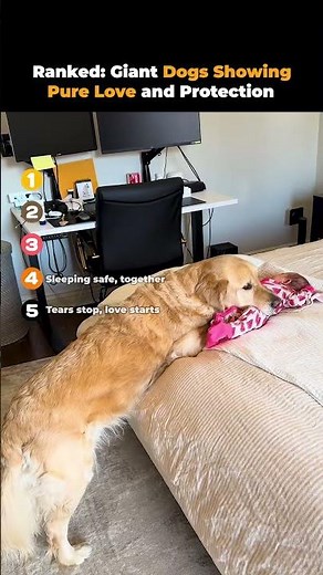 Ranked- Giant Dogs Showing Pure Love and Protection ❤️🐾