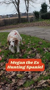 "She was a hunting dog that got dumped" 🥺 | My Best Friend