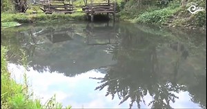 The only fishery in Nanong Gewog has been making good sales. Started in 2014 by Sonam Norbu from Tsatsi village, the fishery has been a good source of livelihood for Sonam Norbu. Sonam says that while there are people who are critical of his choice of livelihood, the demand, however, keeps growing. | BBS