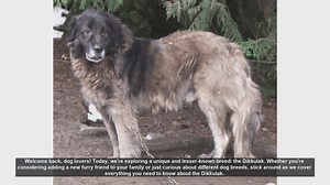 Discovering the Dikkulak: A Unique and Loyal Dog Breed