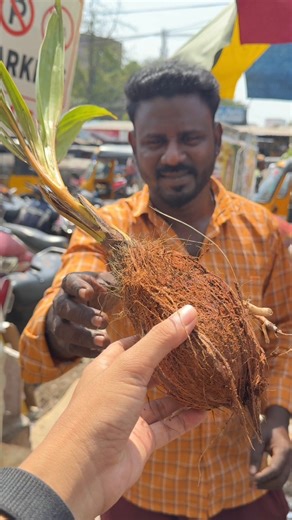 1.3M views · 4.9K reactions | Inside the Rare Sprouted Coconut Fruit from Chennai, India 便  Business name Coconut Seed Address Chennai, India  Price 100 Rupee/$ 1.15 USD #fblifestyle | Street Food Journey | Facebook