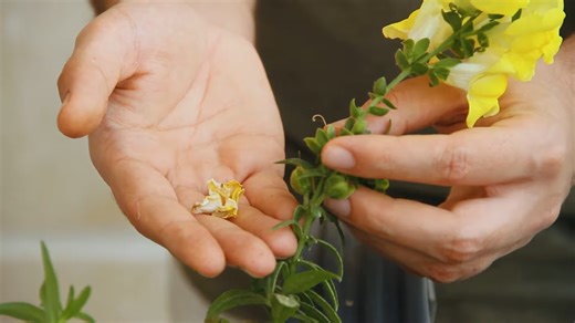 Once your snapdragon flowers fade, do this before it’s too late