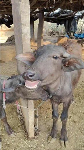 Cute Buffalo Calf Calling Sound 🐃🐄 | Baby Buffalo Voice | Soothing Farm Vibes
