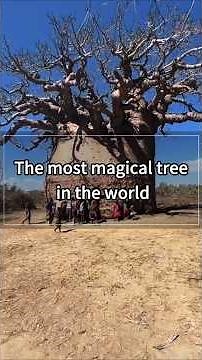 The Majestic African Baobab: The Tree of Life