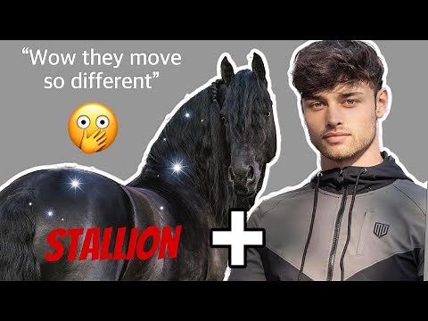 RIDING A FRIESIAN STALLION FOR THE FIRST TIME