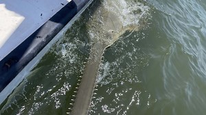 13-foot sawfish tagged in Cedar Key for first time in decades