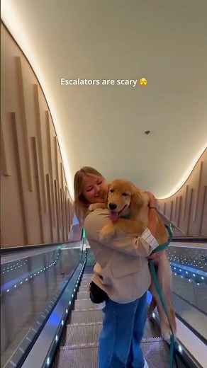 All four paws aboard for Skipper! 🐾 #LegendoftheSeas #dogswithjobs #goldenretriever #crewlife