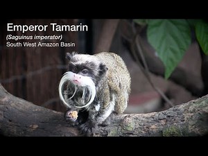 Emperor and Golden-headed Lion Tamarin - London Zoo