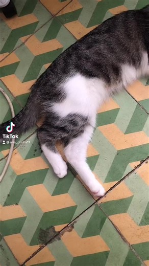 Ana Cunha (@ana_cunha11)’s videos with Castaways - The Backyardigans