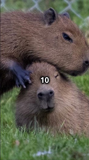 10 Fun Facts About the Capybara
