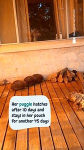 11K views · 265 reactions | It’s echidna breeding season and our...