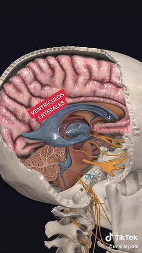 Circulación de LCR y Ventrículos Cerebrales