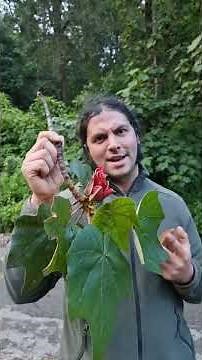 Have you met the beautiful hand-shaped tree? Chiranthodendron pentadactylon with René Villanueva