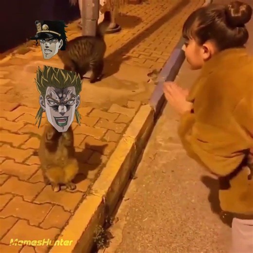 Kono Dio Cat