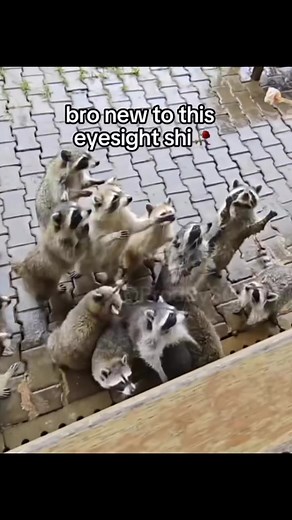 Discover the Fascinating World of Albino Raccoons