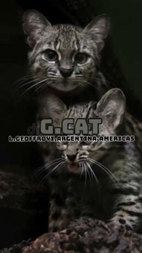 First edit of 2026 (South America vs Australia) #bird #birds