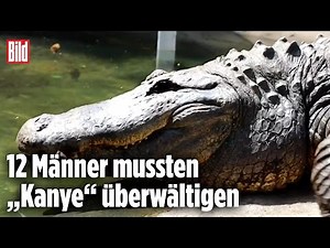 Aggressiver, notgeiler Alligator abgeführt