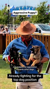 29K views · 263 reactions | Puppies can have aggressive behaviors. This can happen for a variety of reasons… but I left a big one out. What do you think the big one is????? #dogbehavior #puppybehavior #puppytips #aggressivedog #fblifestyle | Thinking Canine | Facebook