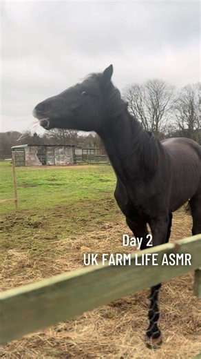 No music. Just real farm sounds 🐎🌾 #FarmTok #HorseTok #ASMR #ukfarming