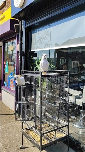 What Type of Bird Is This ? Parrot's ? 🫣🤷🏽 #parrot #parrots #birds