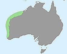 Golden ghost crab - Alchetron, The Free Social Encyclopedia