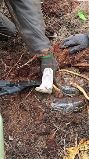CRAZY PYTHON NEST @TheCritterCult #python #snake #wildlife #florida #nature