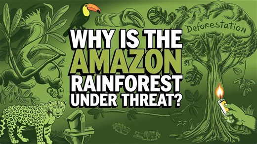 What’s destroying the Amazon and why it matters