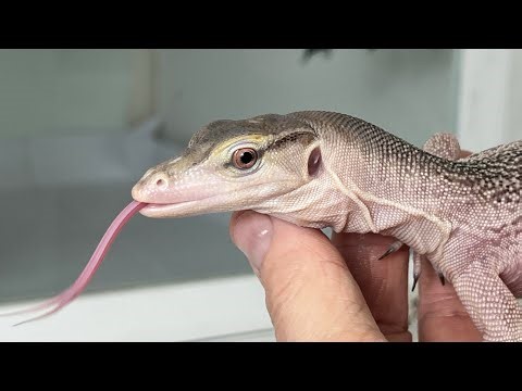 A Lizard That Turns White - NERD’s Ivory Water Monitors