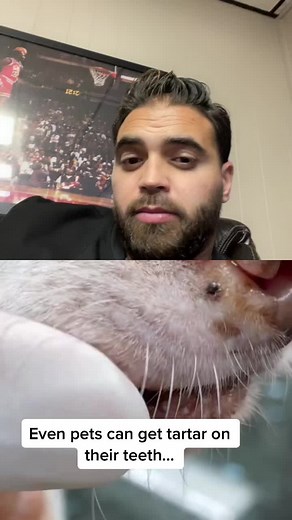 #duet with @vet_techs_pj make sure to keep your pet’s teeth clean! #pets#teeth#dentist #veterinarian