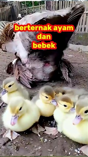 11K views · 43 reactions | the joy of raising chickens and ducks  #reelsfacebook #ayam #berternakayam #chicken #chickenfarmer #duck #raiseducks #explore #viral #views #1million #fyp | Sumur Bor Bor Sumur | Facebook