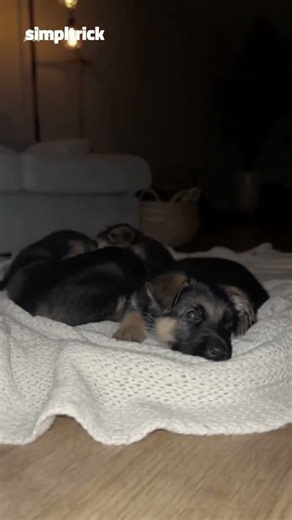 Unexpected Kindness | Pups First Night In Home