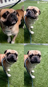 🎉🐾 Happy National Pug Day! 🐾🎉 Today we’re celebrating one of the most lovable little breeds around — the PUG! 💛 And what better way to celebrate than by spotlighting our very own sweet pug, Droopy! This gentle 5-year-old boy has quickly stolen the hearts of everyone here at Haven Pet Center. He’s friendly with people, gets along great with other dogs, and loves spending time in our playgroups. 🐕💫 Even though Droopy has some eyesight issues, he doesn’t let that slow him down — his happy sp