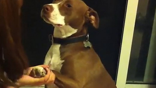 Dramatic dog pretends to 'faint' after having his toenails cut