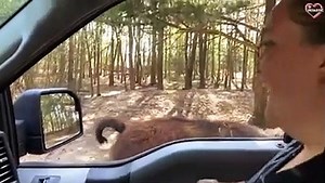 Funny Llama Moments - llama spitting - Try Not To Laugh   PETASTIC