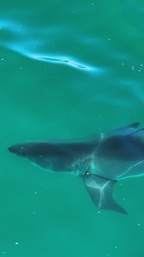 LA Sharks! Here's a beautiful great white shark a little over a mile from the Santa Monica Pier. This time of year, it's not rare to find white sharks in transit through the Santa Monica Bay area. | The Malibu Artist