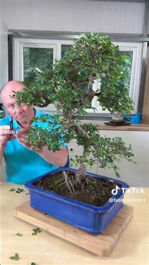 Time for a Light Prune on This Chinese Elm! ✂️🌱