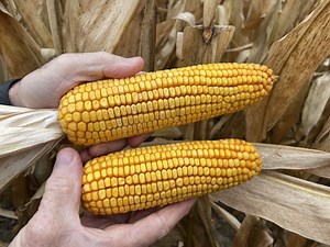 Corn School: Weighing the risks of pushing hybrid maturities