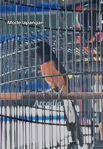 Pastol 10bln Cc Guncang Jr ring Arcadia BF 601 dgn volume kencangnya 🫰🏻 . . . #fyp #kicaumania #muraibatu #kicaumaniaindonesia #burung