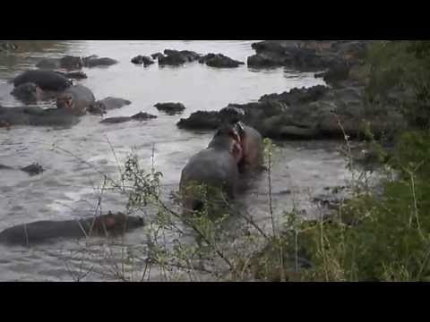 Fighting Hippos in The Serengeti National Park