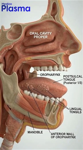 The Human Tongue Explained: Structure, Functions & Hidden Anatomy