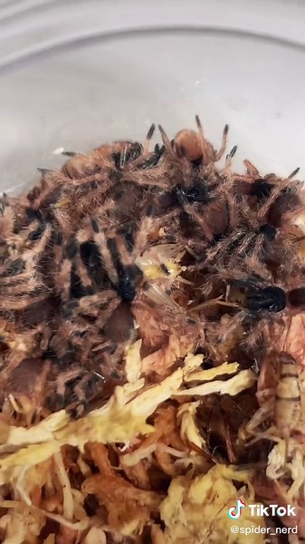 Reply to @cindermoon11 answering a few questions! #entomology #eggsac #growth #arachnophobia #biology #spider #baby