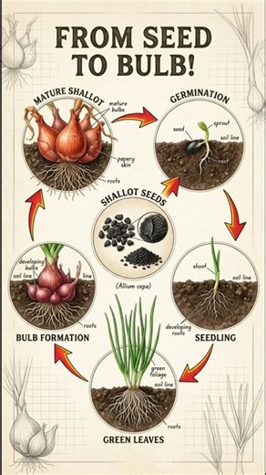 The Hidden Life of Shallots: A Stunning Time-Lapse Journey