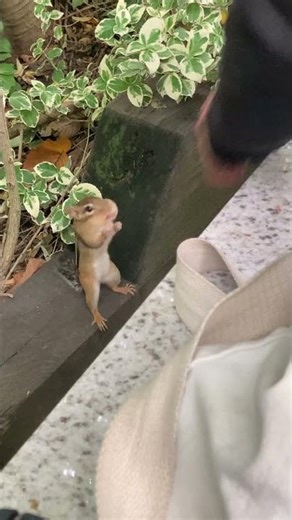 Cute Chippy shows off her long legs. lol 可愛いシマリスが長い足を披露します。笑