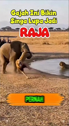 The Moment a Lion Flees Upon Seeing an Angry Elephant