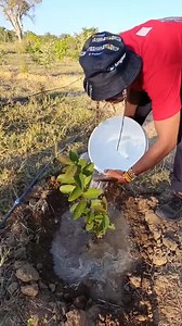 We're planting trees so that when you come to kwaMahla Village Resort you'll get fruits and shade. #naturelovers #trees #Zimbabwe | Vusumuzi MC