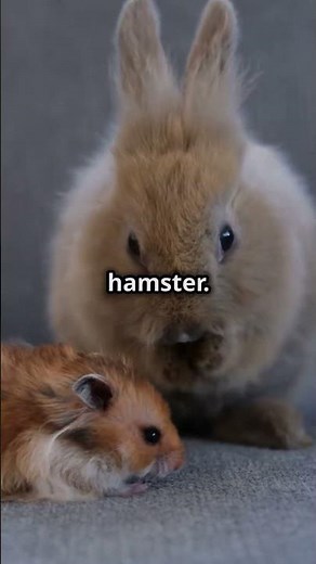 Meet the Adorable Volcano Rabbit! #facts #animalfacts #animals #wildanimalfacts #wildlife