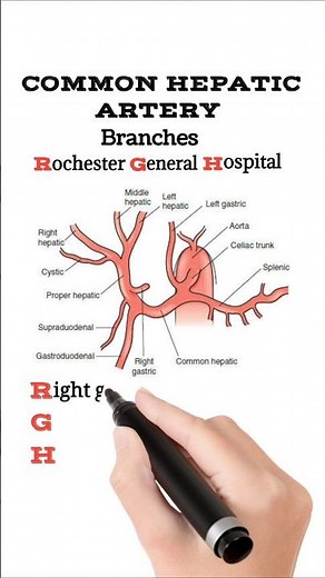 Common Hepatic Artery Branches