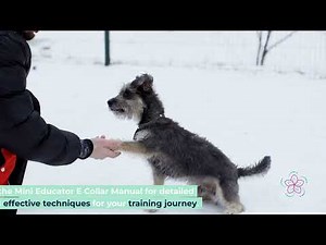 Mastering Dog Training with the Mini Educator E Collar: Benefits, Features, and Safety Tips