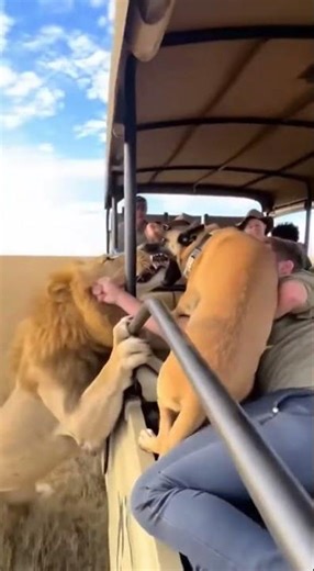 Jeep Terror: A Brave Dog and a Confused King